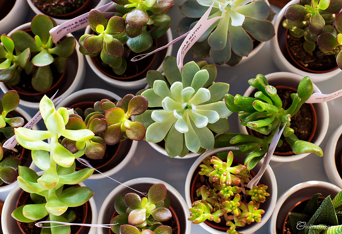 044 fotografo matrimonio Alto Gradimento Grado Trieste Udine wedding photographer Giulia Zingone